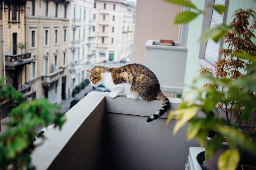 Eine Katze sitzt auf einer Balkonmauer und blickt nach unten